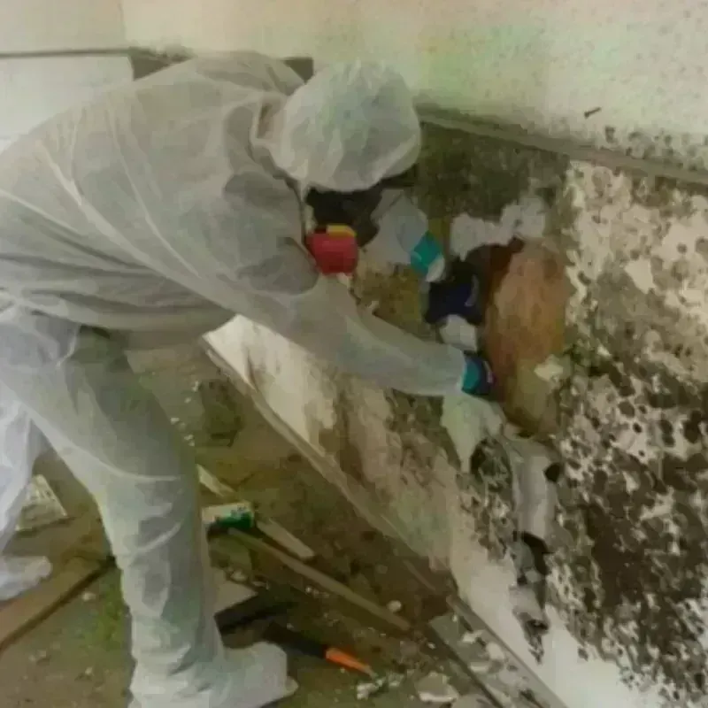 Mold Remediation and Removal in Saint Stephens, NC